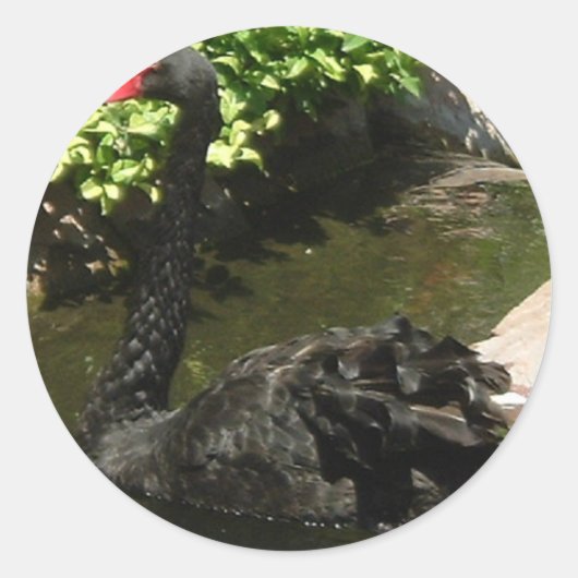 Black Swan Ronde Sticker (Voorkant)