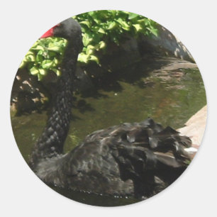 Black Swan Ronde Sticker