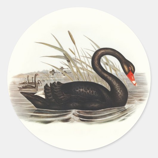 Black Swan  Ronde Sticker (Voorkant)