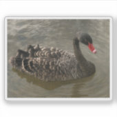 Black Swan Sticker (Voorkant)