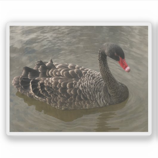 Black Swan Sticker (Voorkant)