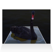 Black Swan Swimming In Dimensional Pond, (Binnen Horizontaal (Boven))