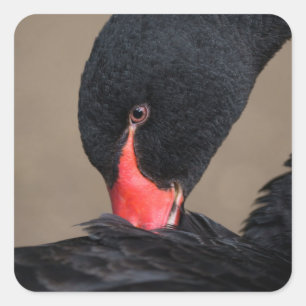 Black Swan Vierkante Sticker
