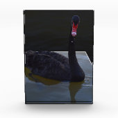 Black Swan zwemt in Dimensional Pond, Fotoblokken (Voorkant)