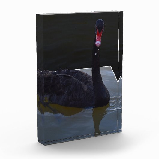 Black Swan zwemt in Dimensional Pond, Fotoblokken (Links)