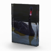 Black Swan zwemt in Dimensional Pond, Fotoblokken (Rechts)