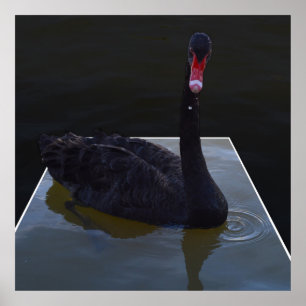 Black Swan zwemt in Dimensional Pond, Poster