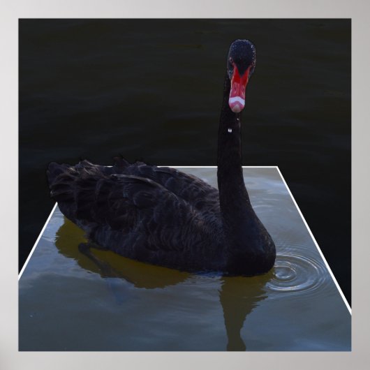 Black Swan zwemt in Dimensional Pond, Poster (Voorkant)