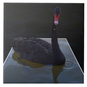Black Swan zwemt in Dimensional Pond, Tegeltje