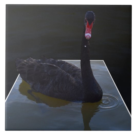 Black Swan zwemt in Dimensional Pond, Tegeltje (Voorkant)