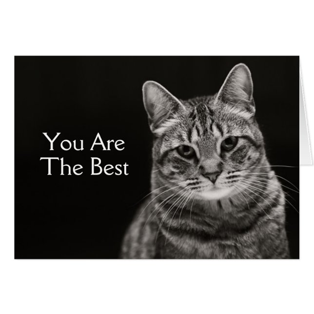 Black Tabby Kitten (Voorkant Horizontaal)