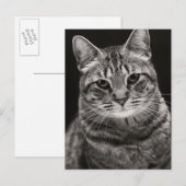 Black Tabby Kitten Briefkaart (Voorkant / Achterkant)