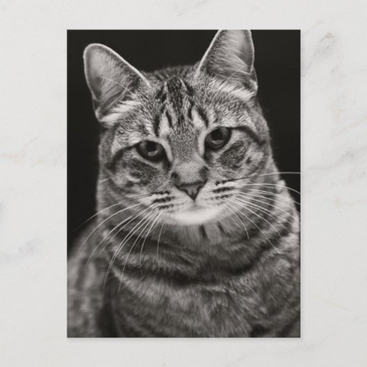 Black Tabby Kitten Briefkaart (Voorkant)