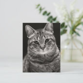 Black Tabby Kitten Briefkaart (Staand voorkant)