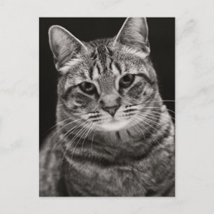 Black Tabby Kitten Briefkaart