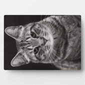 Black Tabby Kitten Fotoplaat (voorkant)