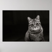 Black Tabby Kitten Poster (Voorkant)