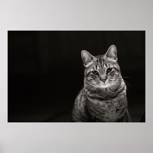 Black Tabby Kitten Poster (Voorkant)
