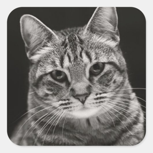 Black Tabby Kitten Vierkante Sticker (Voorkant)