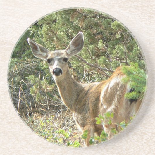 Black Tail Deer Onderzetter (Voorkant)