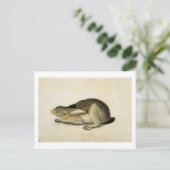 Black-Tailed Hare, John James Audubon Briefkaart (Staand voorkant)