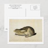 Black-Tailed Hare, John James Audubon Briefkaart (Voorkant / Achterkant)
