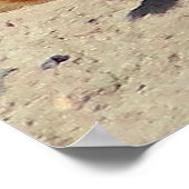 "Black-tailed Prairie Dog Framed Print (Hoek)