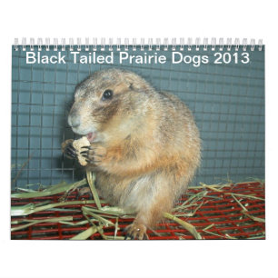 Black Tailed Prairie Dogs - Agenda 2013 Kalender
