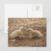 Black Tailed Prarie Marmot Briefkaart (Voorkant / Achterkant)
