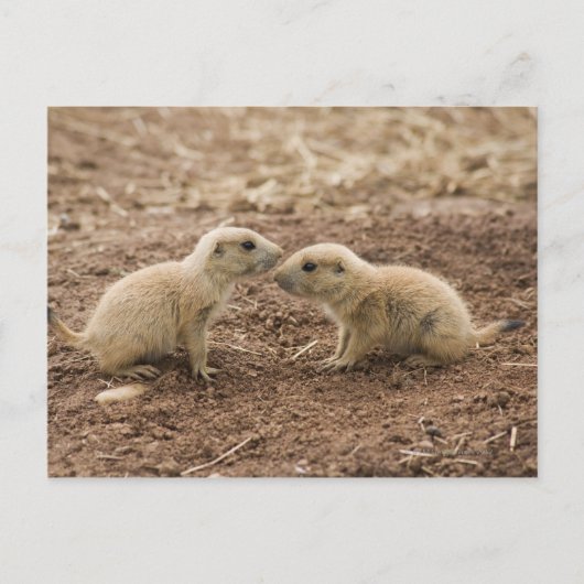 Black Tailed Prarie Marmot Briefkaart (Voorkant)