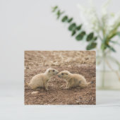Black Tailed Prarie Marmot Briefkaart (Staand voorkant)