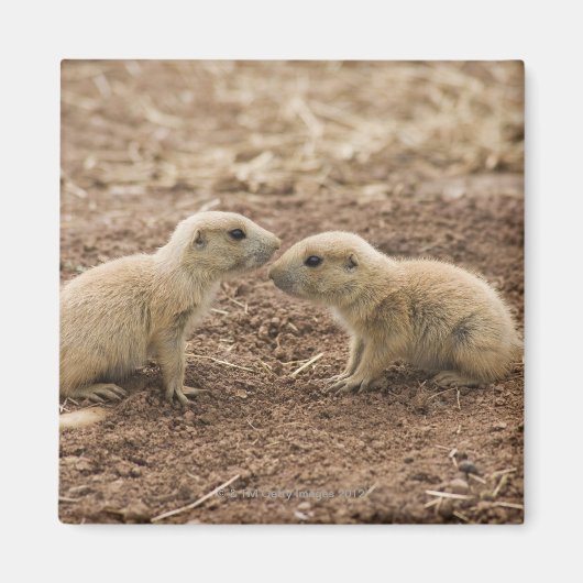 Black Tailed Prarie Marmot Magneet (Voorkant)