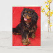 Black Tan Cavalier King Charles Pup Wenskaart Kaart (Gele Bloem)