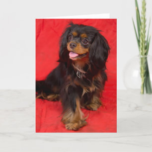Black Tan Cavalier King Charles Pup Wenskaart Kaart