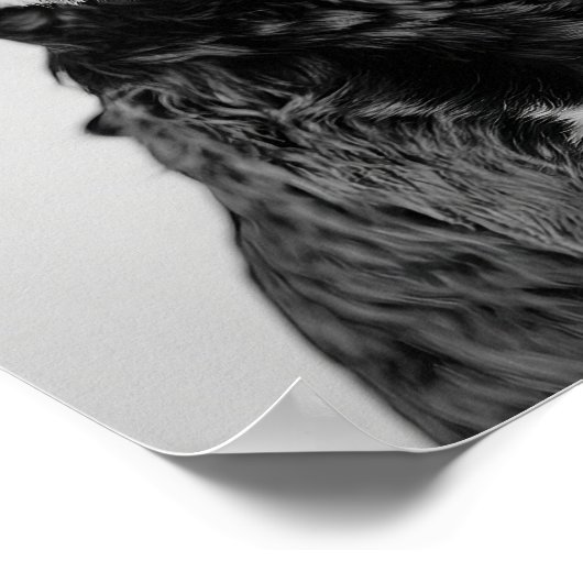 Black & Tan Cavapoo Drinking Wine Wall Art, Black Poster (Hoek)