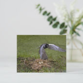 Black Tern vliegt over nest Briefkaart (Staand voorkant)