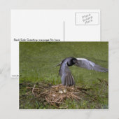 Black Tern vliegt over nest Briefkaart (Voorkant / Achterkant)