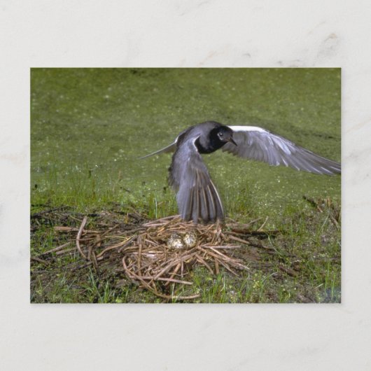 Black Tern vliegt over nest Briefkaart (Voorkant)