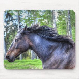 Black Thoroughbred Percheron Horse Photo Muismat