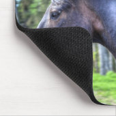 Black Thoroughbred Percheron Horse Photo Muismat (Hoek)