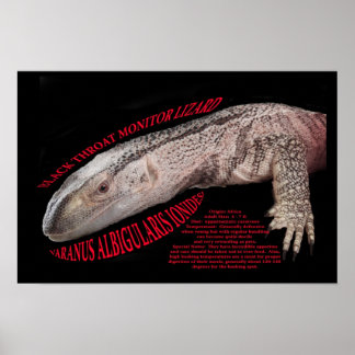 Black Throat Monitor Poster
