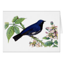 Black Throated Blue Warbler Bird Hartelijk dank
