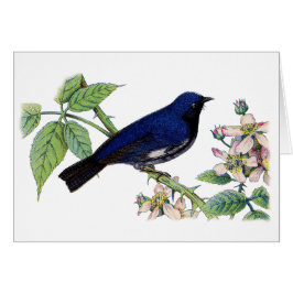 Black Throated Blue Warbler Bird Hartelijk dank