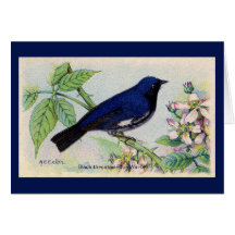 Black Throated Blue Warbler Bird Hartelijk dank