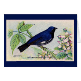 Black Throated Blue Warbler Bird Hartelijk dank