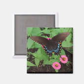 Black Tiger Swallowtail onder roze Flowers Magnet (Voorkant / Achterkant)