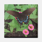 Black Tiger Swallowtail onder roze Flowers Magnet (Voorkant)