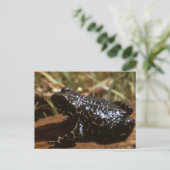 Black Toad Briefkaart (Staand voorkant)