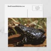 Black Toad Briefkaart (Voorkant / Achterkant)