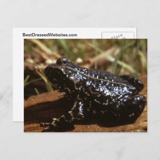 Black Toad Briefkaart (Voorkant / Achterkant)